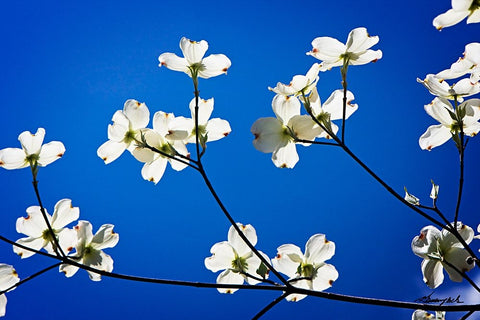 Dogwood on Blue II White Modern Wood Framed Art Print with Double Matting by Hausenflock, Alan