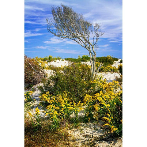 Beach Tree White Modern Wood Framed Art Print by Hausenflock, Alan