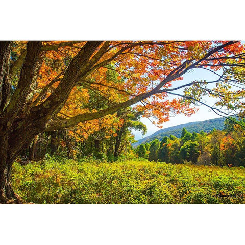 Old Mountain Maple Gold Ornate Wood Framed Art Print with Double Matting by Hausenflock, Alan