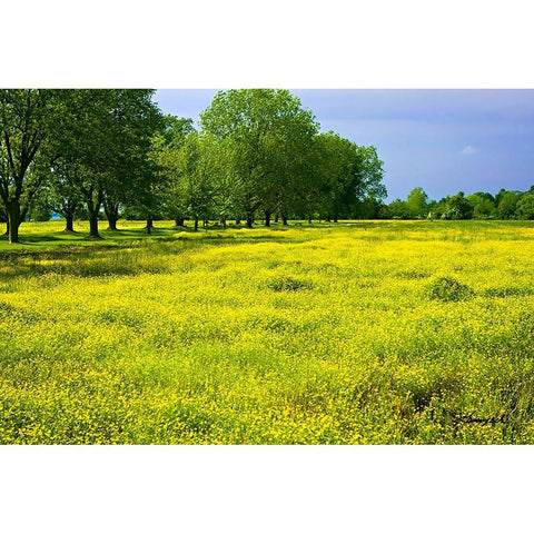 Wildflowers Gold Ornate Wood Framed Art Print with Double Matting by Hausenflock, Alan