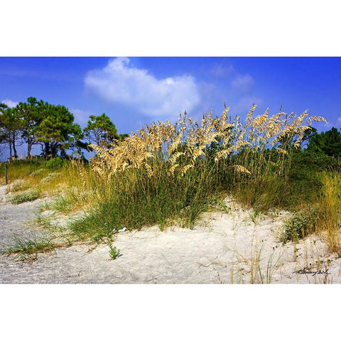 Cape Lookout Island Gold Ornate Wood Framed Art Print with Double Matting by Hausenflock, Alan