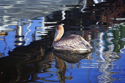 Reflections And a Pelican Black Modern Wood Framed Art Print by Hausenflock, Alan