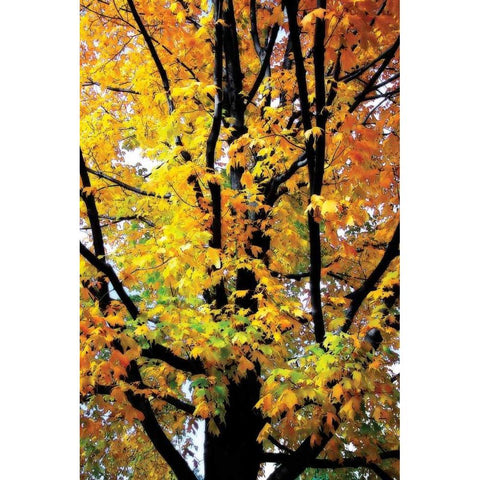 Autumn Color I Black Modern Wood Framed Art Print with Double Matting by Hausenflock, Alan