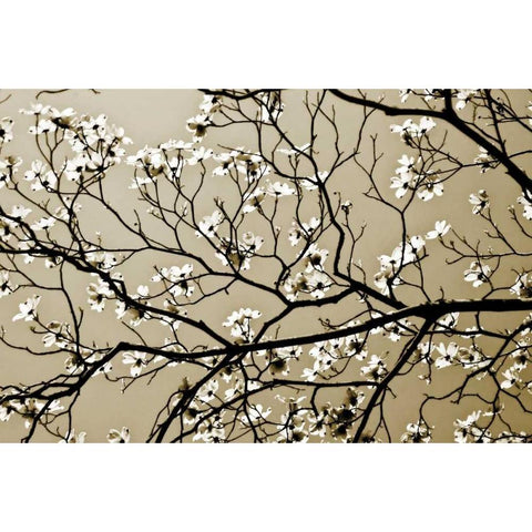 Dogwood I Black Modern Wood Framed Art Print by Hausenflock, Alan