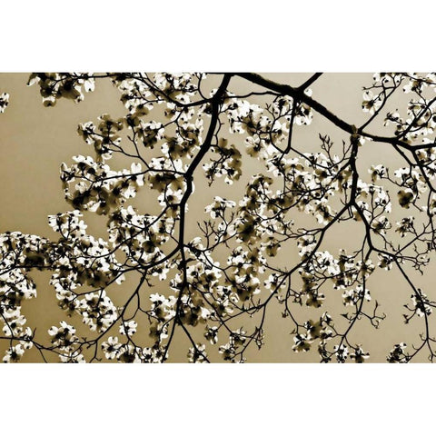 Dogwood II White Modern Wood Framed Art Print by Hausenflock, Alan