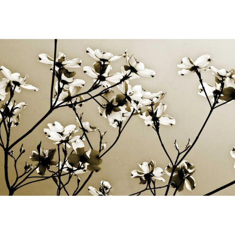 Dogwood III Black Modern Wood Framed Art Print by Hausenflock, Alan