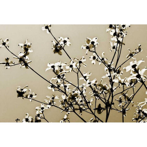 Dogwood IV Black Modern Wood Framed Art Print with Double Matting by Hausenflock, Alan