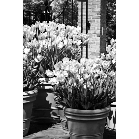 Spring Tulips I Black Modern Wood Framed Art Print with Double Matting by Hausenflock, Alan