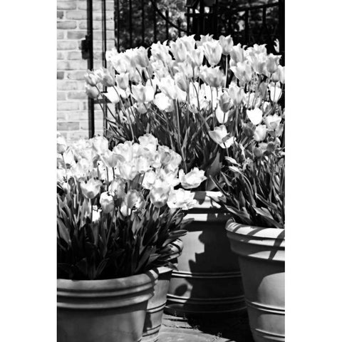 Spring Tulips II White Modern Wood Framed Art Print by Hausenflock, Alan