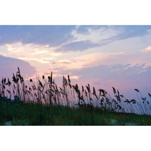 Sea Oats on Lavender I Black Modern Wood Framed Art Print with Double Matting by Hausenflock, Alan