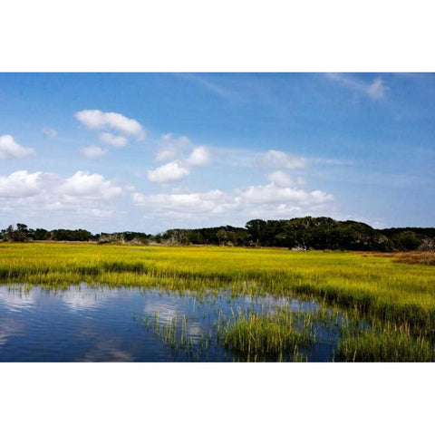 Marshland II White Modern Wood Framed Art Print by Hausenflock, Alan