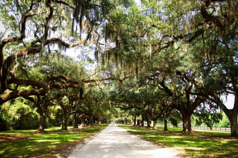 Charleston Oaks I White Modern Wood Framed Art Print with Double Matting by Hausenflock, Alan