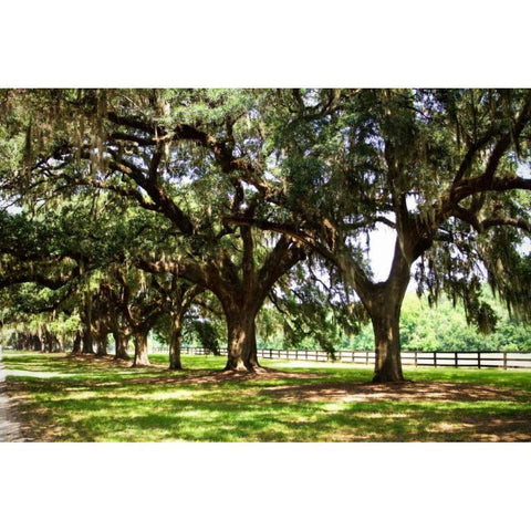 Charleston Oaks II Black Modern Wood Framed Art Print with Double Matting by Hausenflock, Alan