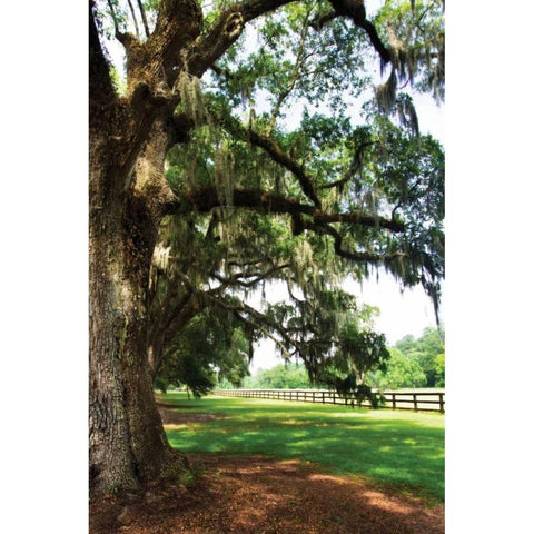 Charleston Oaks V Black Modern Wood Framed Art Print with Double Matting by Hausenflock, Alan