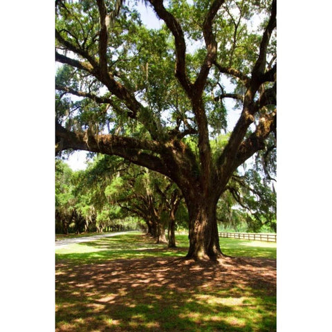 Charleston Oaks VI Black Modern Wood Framed Art Print with Double Matting by Hausenflock, Alan