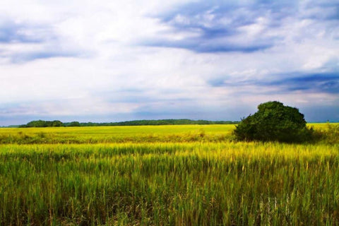 Marshland Storm II White Modern Wood Framed Art Print with Double Matting by Hausenflock, Alan