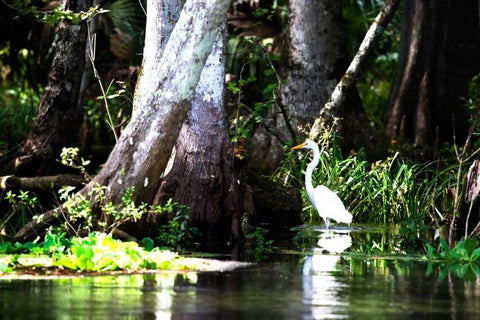 Stalking Egret White Modern Wood Framed Art Print with Double Matting by Hausenflock, Alan