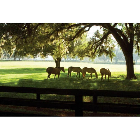 Horses in the Sunrise I Black Modern Wood Framed Art Print by Hausenflock, Alan