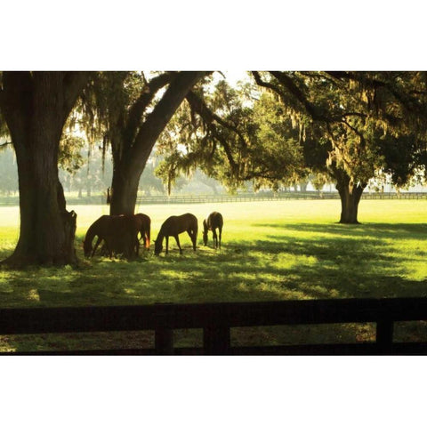 Horses in the Sunrise II White Modern Wood Framed Art Print by Hausenflock, Alan