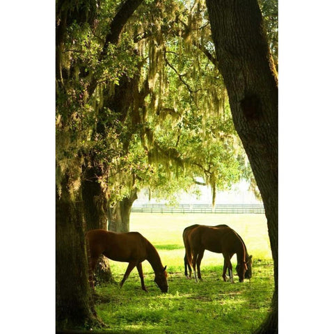 Horses in the Sunrise VI Black Modern Wood Framed Art Print with Double Matting by Hausenflock, Alan