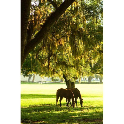 Horses in the Sunrise VIII White Modern Wood Framed Art Print by Hausenflock, Alan