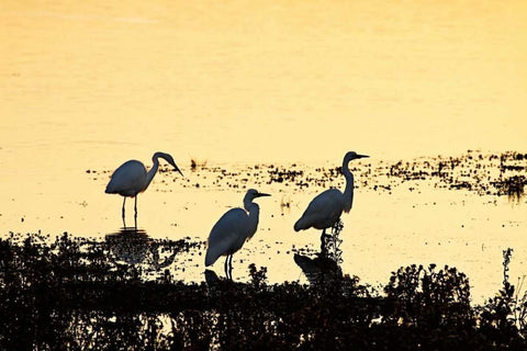 Egrets in the Sunrise I White Modern Wood Framed Art Print with Double Matting by Hausenflock, Alan