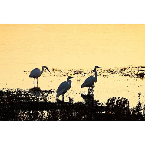 Egrets in the Sunrise I White Modern Wood Framed Art Print by Hausenflock, Alan