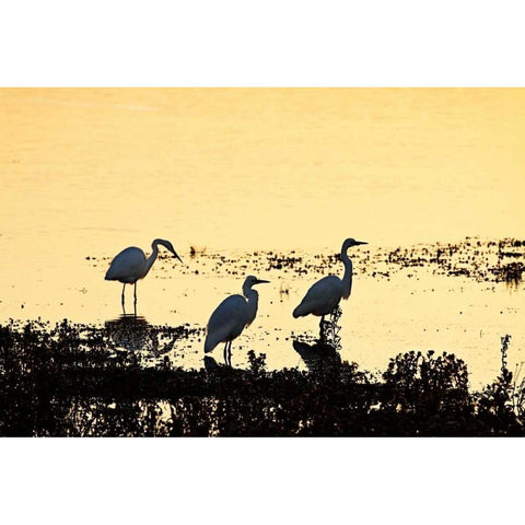 Egrets in the Sunrise I Black Modern Wood Framed Art Print by Hausenflock, Alan