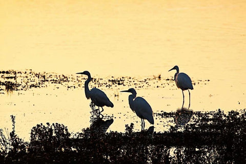 Egrets in the Sunrise II White Modern Wood Framed Art Print with Double Matting by Hausenflock, Alan