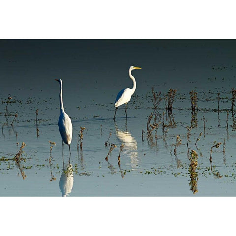 Early Morning Egrets I White Modern Wood Framed Art Print by Hausenflock, Alan