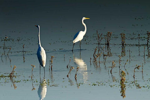 Early Morning Egrets I White Modern Wood Framed Art Print with Double Matting by Hausenflock, Alan