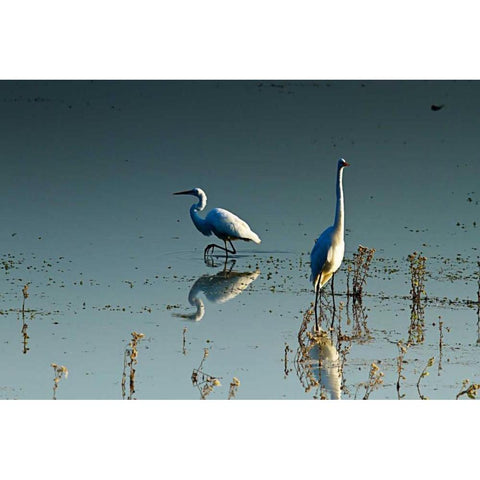 Early Morning Egrets II White Modern Wood Framed Art Print by Hausenflock, Alan