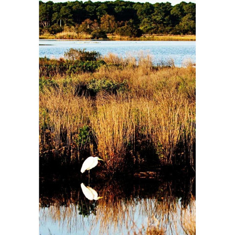 Assateague Island I White Modern Wood Framed Art Print by Hausenflock, Alan