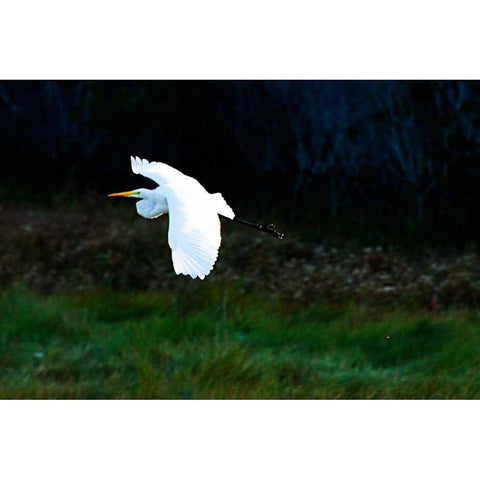 Egret in Flight I Black Modern Wood Framed Art Print with Double Matting by Hausenflock, Alan