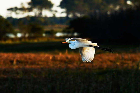 Egret in Flight II Black Ornate Wood Framed Art Print with Double Matting by Hausenflock, Alan