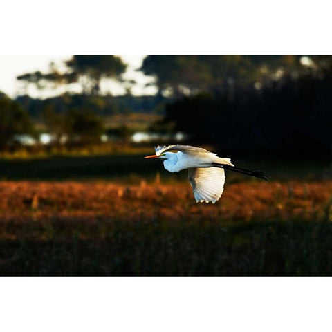 Egret in Flight II Gold Ornate Wood Framed Art Print with Double Matting by Hausenflock, Alan