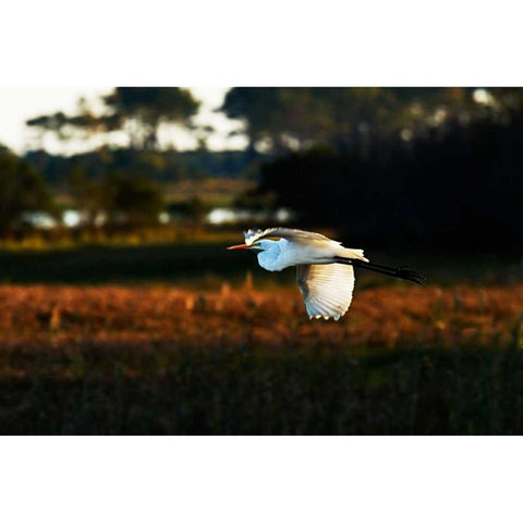 Egret in Flight II Black Modern Wood Framed Art Print by Hausenflock, Alan