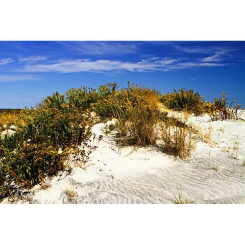 Assateague Beach I Gold Ornate Wood Framed Art Print with Double Matting by Hausenflock, Alan