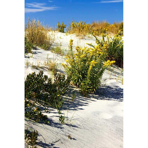 Assateague Beach VI Gold Ornate Wood Framed Art Print with Double Matting by Hausenflock, Alan