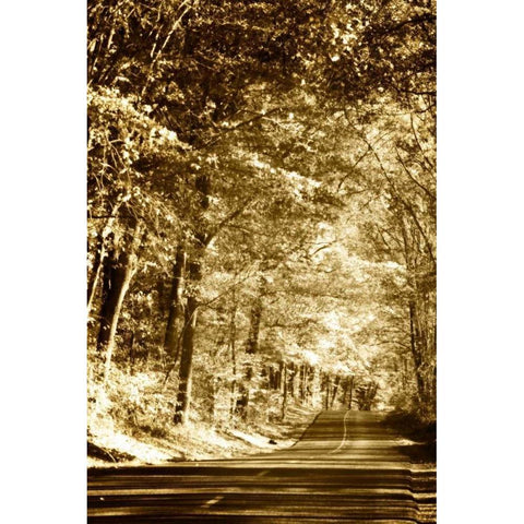 Autumn Wood Road III White Modern Wood Framed Art Print by Hausenflock, Alan