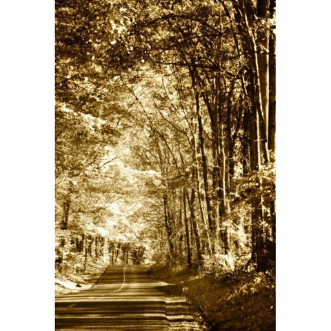 Autumn Wood Road IV White Modern Wood Framed Art Print by Hausenflock, Alan