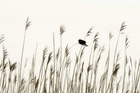 Bird in the Grass I White Modern Wood Framed Art Print with Double Matting by Hausenflock, Alan