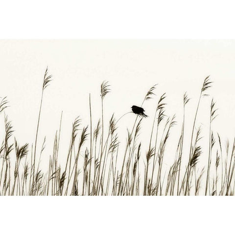 Bird in the Grass I White Modern Wood Framed Art Print by Hausenflock, Alan