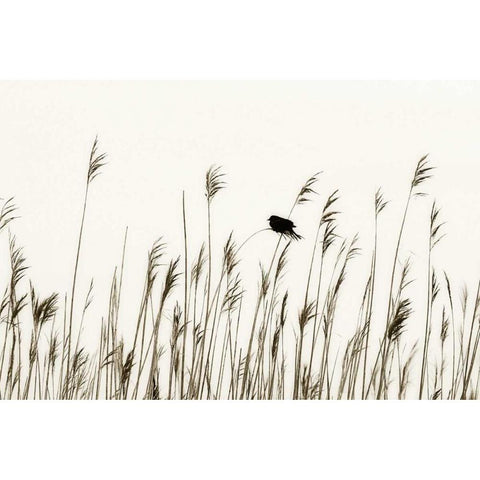 Bird in the Grass I Black Modern Wood Framed Art Print by Hausenflock, Alan