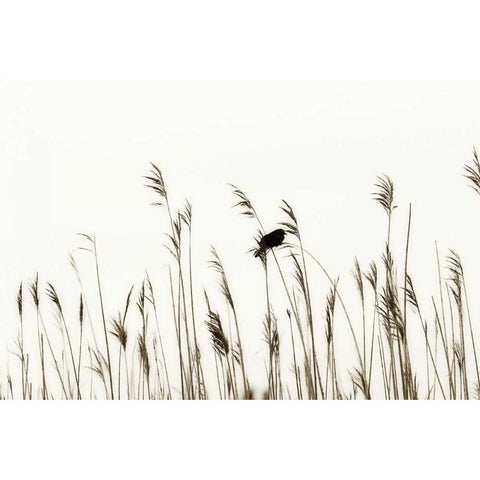 Bird in the Grass II White Modern Wood Framed Art Print by Hausenflock, Alan