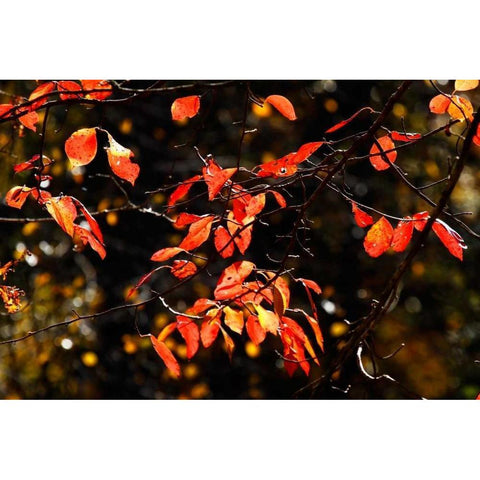 Autumn Leaves VI Black Modern Wood Framed Art Print with Double Matting by Hausenflock, Alan