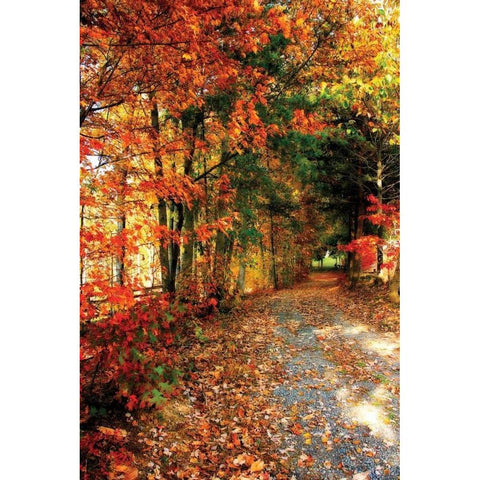 Autumn Pathway Gold Ornate Wood Framed Art Print with Double Matting by Hausenflock, Alan