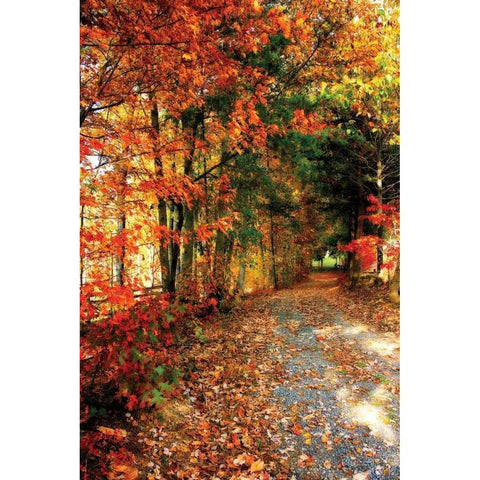 Autumn Pathway White Modern Wood Framed Art Print by Hausenflock, Alan