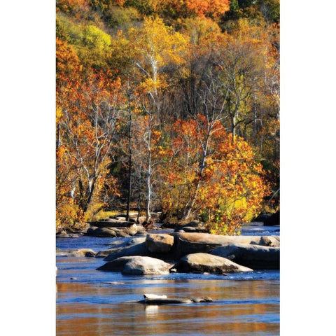 Autumn on the River I0 White Modern Wood Framed Art Print by Hausenflock, Alan