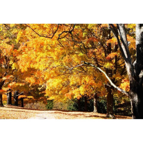 Sugar Maples II White Modern Wood Framed Art Print by Hausenflock, Alan